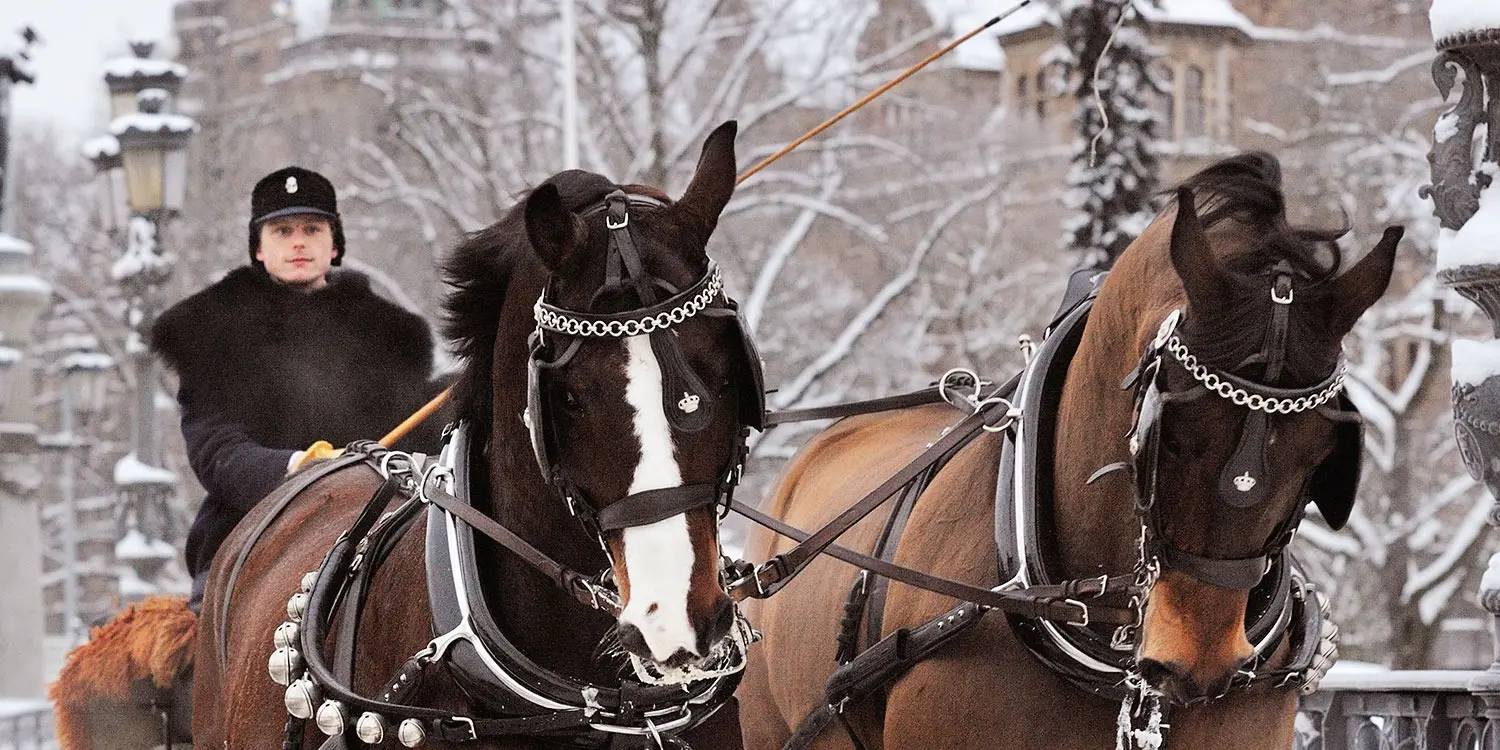 Två hästar drar en släde genom en snöig stad. Hästarna kan du träffa på Hovstallets julmarknad.
